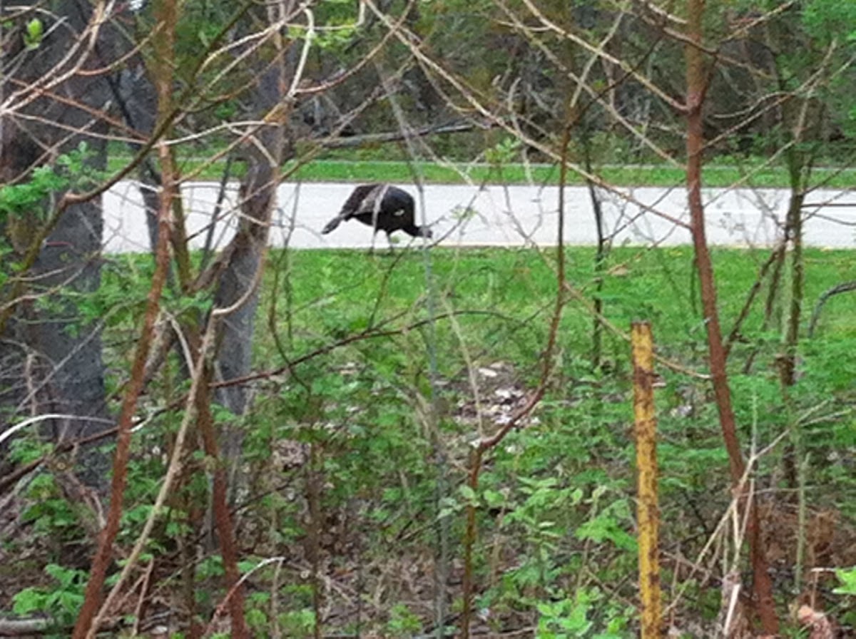 Wild Turkey