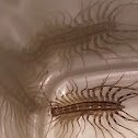 House Centipede