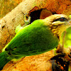 The white-cheeked barbet or small green barbet