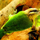 The white-cheeked barbet or small green barbet