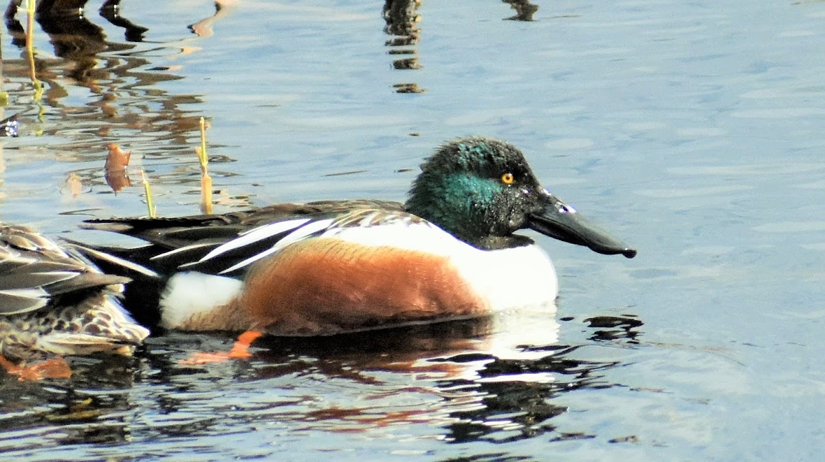 Northern shoveler (male)