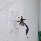 Giant ichneumon wasp