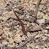 Long-Tailed Salamander