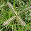 Crowfoot grass (Damung-balang)