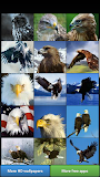 Eagles HD Wallpapers