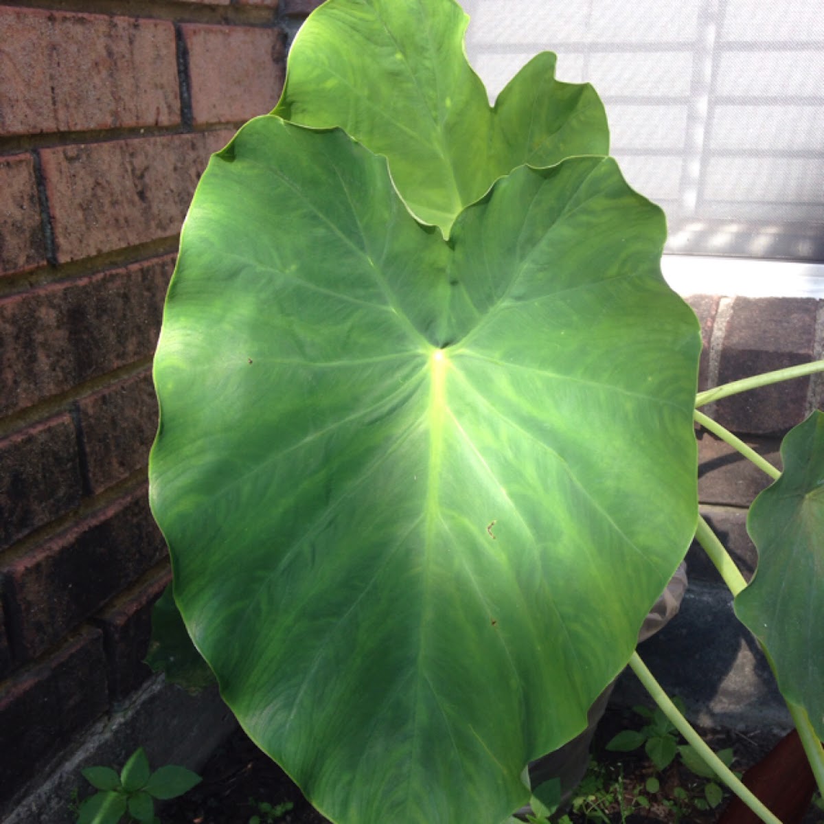 Elephant ear