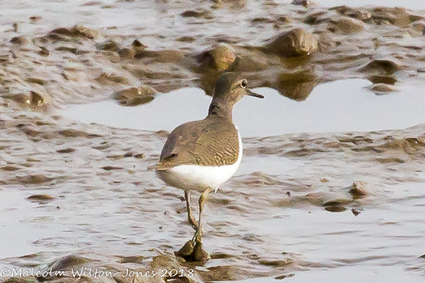 Common Sandpiper; Andarríos Chico