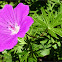 Bloody Cranesbill