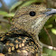 Spotted Bowerbird