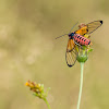 Colourful fly