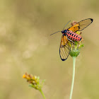 Colourful fly