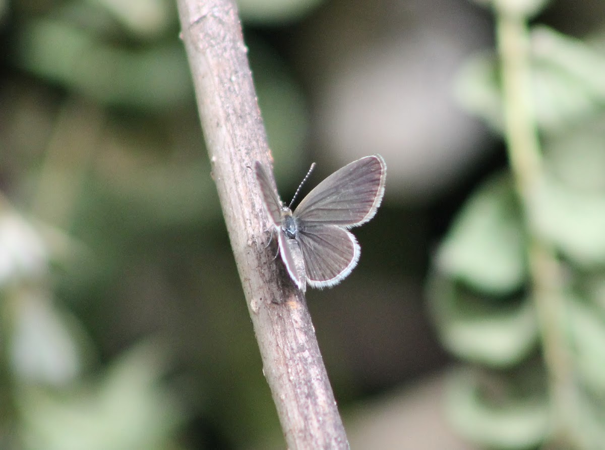 Tiny Grass Blue (Female)