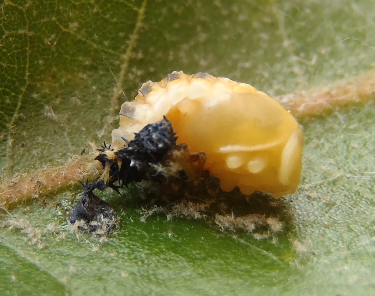 Multicolored Asian Lady Beetle pupa & eggs