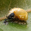 Multicolored Asian Lady Beetle pupa & eggs