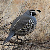 California quail