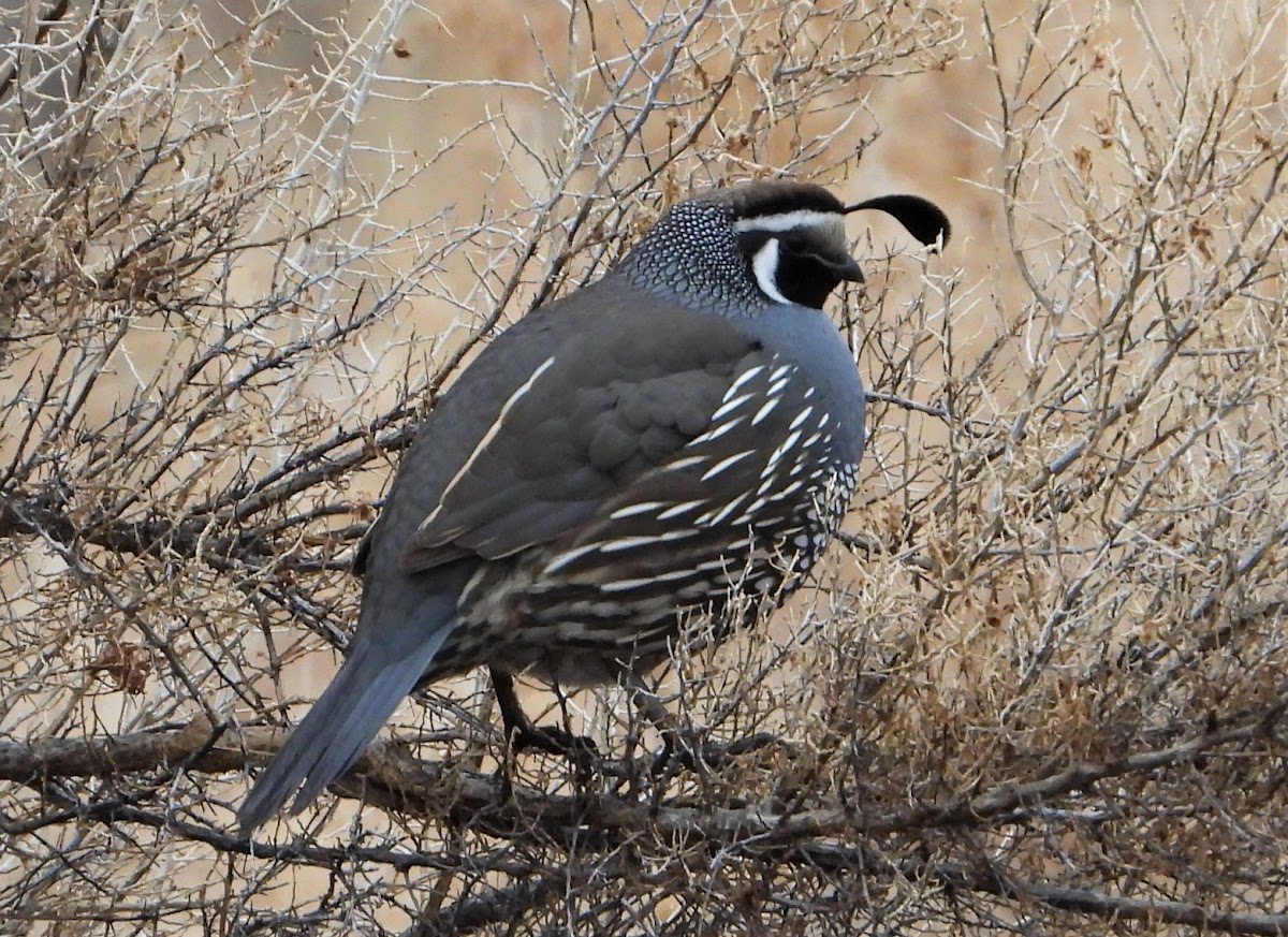 California quail