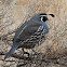 California quail