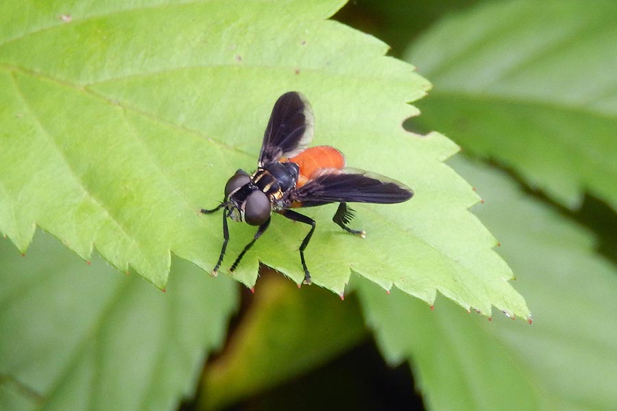 Feather-Legged Fly