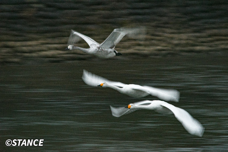 フィットの流し撮り練習中・流し撮りって難しいなぁ…・下田白鳥の郷公苑・AF‐S200‐500㎜欲しいなぁ…・写真って難しいなぁ…。に関するカスタム事例の投稿画像7枚目