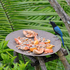 San Blas Jay