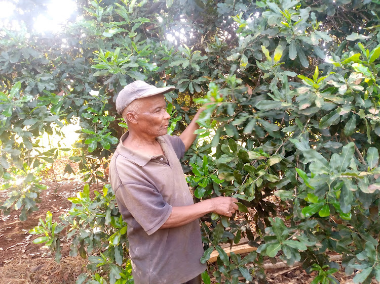 Macadamia farmer Silas Njeru tends one of his trees at his home in Runyenjes on May 3, 2022