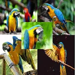 Cover Image of Download Parrot Wallpapers 4K 1.0.1 APK