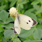 large white, cabbage butterfly, cabbage white, cabbage moth