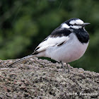 Wagtail