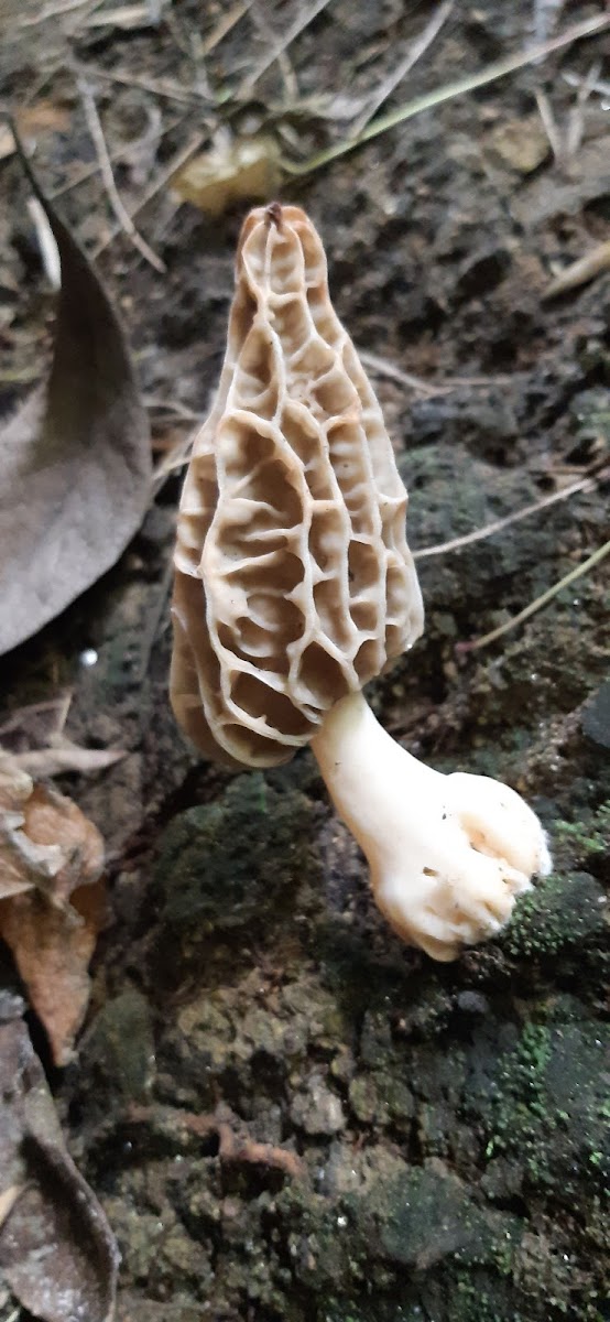 Morel