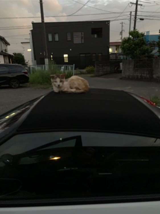 S660のねこ・ルーフ・S660に関するカスタム事例の投稿画像3枚目