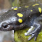 Spotted Salamander