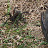 Tiger Wolf Spider