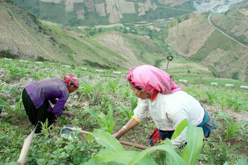 Đèo Mã Pí Lèng, gieo mầm nơi hiểm địa