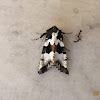 Euplexia Moth