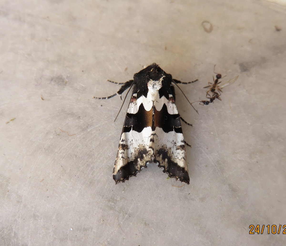 Euplexia Moth