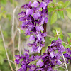 Green-winged Orchid