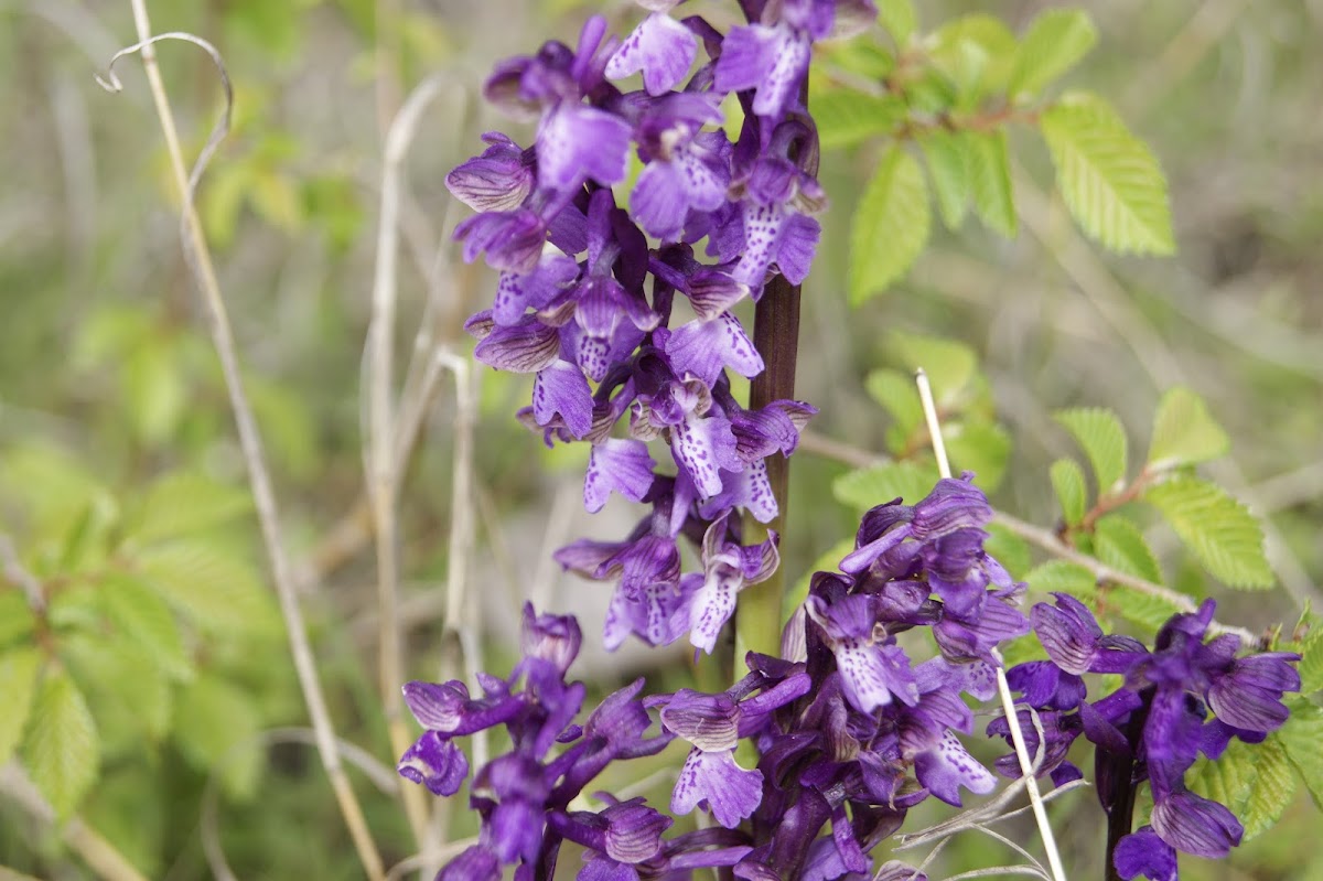 Green-winged Orchid