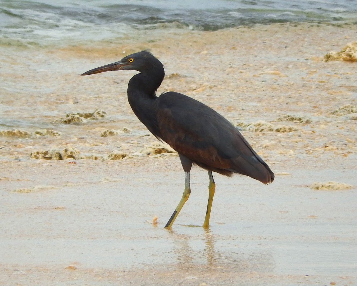 Pacific Reef Heron