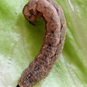 Cutworm