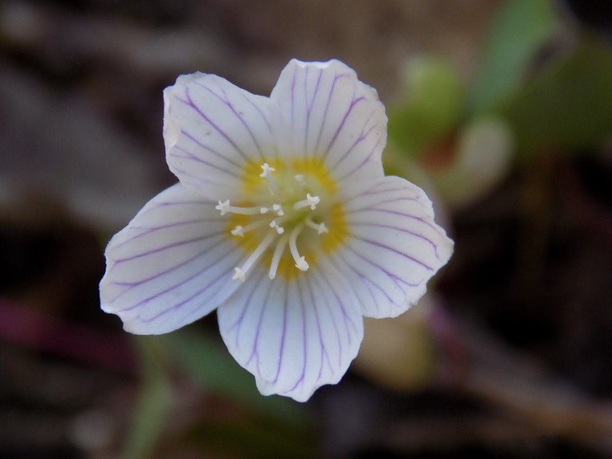 Wood sorrel