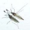 Mosquito ♂