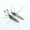 Mosquito ♂