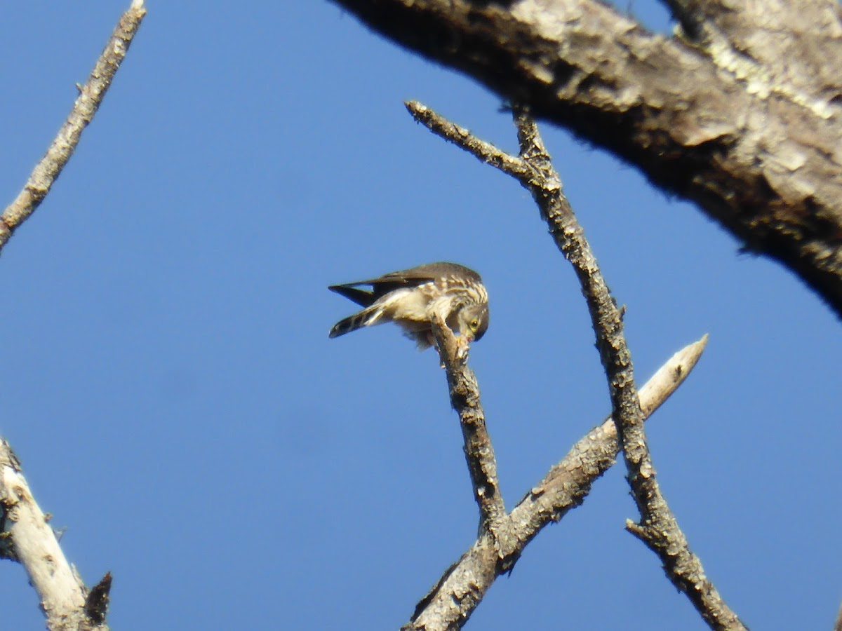 Merlin Eating Goldfinch