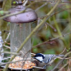 Coal Tit