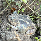 Eastern Spadefoot Toad