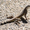 Zebra-Tailed Lizard