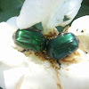 European rose chafer beetle