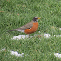 American robin