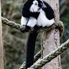 White-belted Ruffed Lemur