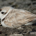 Snowy Plover